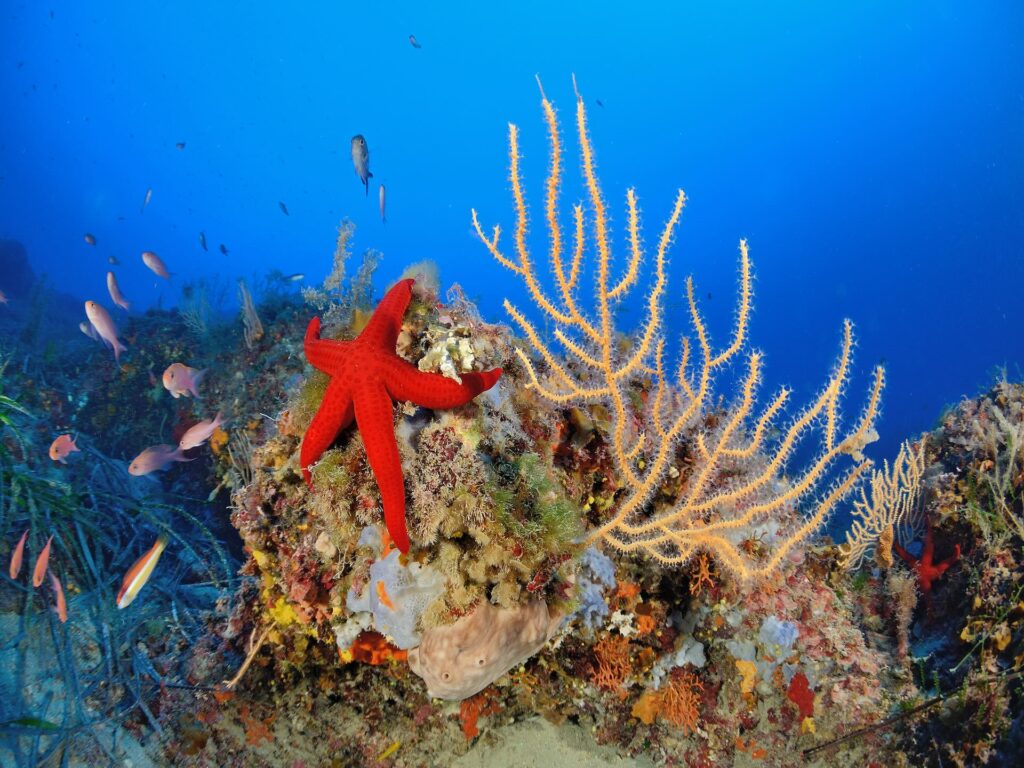 AquaDivePro software gestionale per diving center nato all’Isola d’Elba